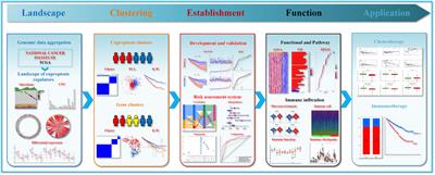 Molecular subtypes based on cuproptosis regulators and immune infiltration in kidney renal clear cell carcinoma